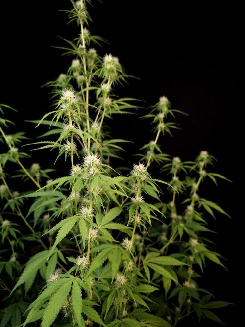 Vertigo Auto 2. Week 7