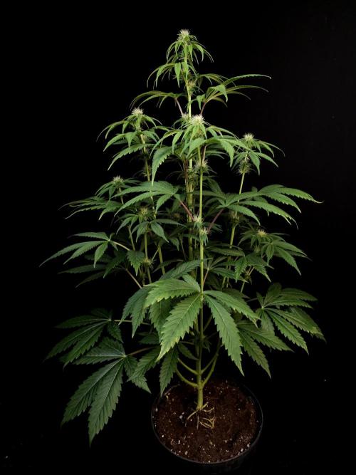 Test 50151  (1). Week 7