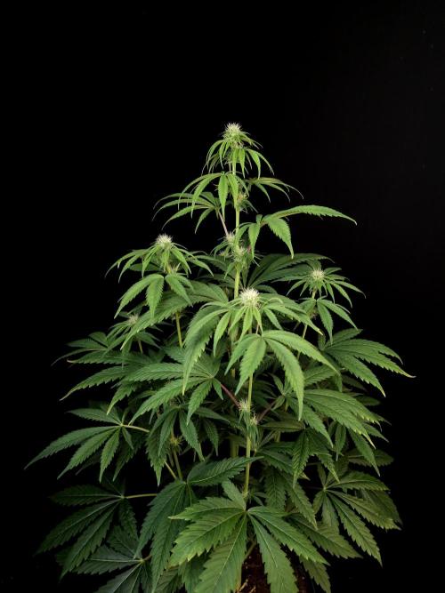 Test 50151  (1). Week 7