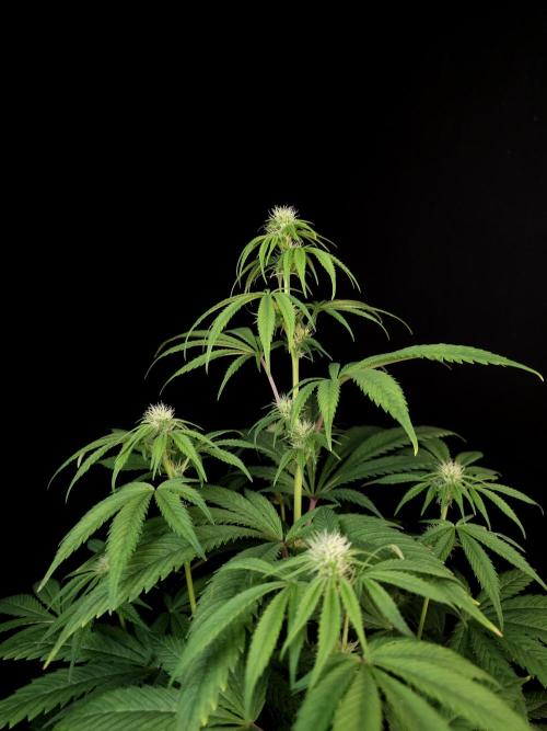 Test 50151  (1). Week 7