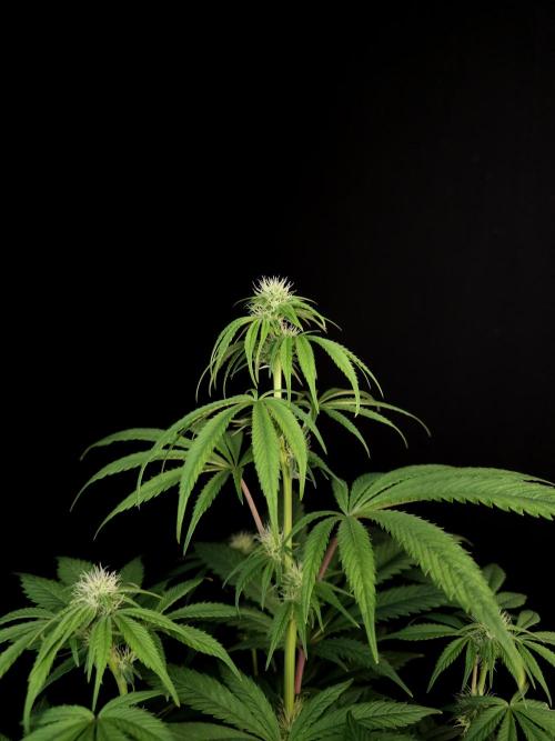 Test 50151  (1). Week 7