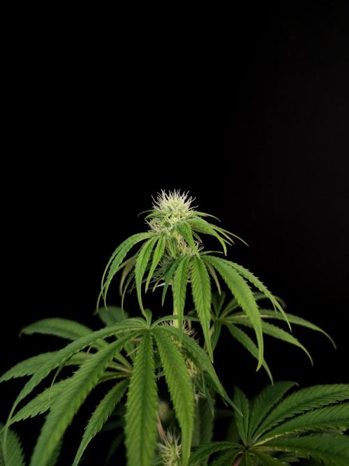 Test 50151  (1). Week 7