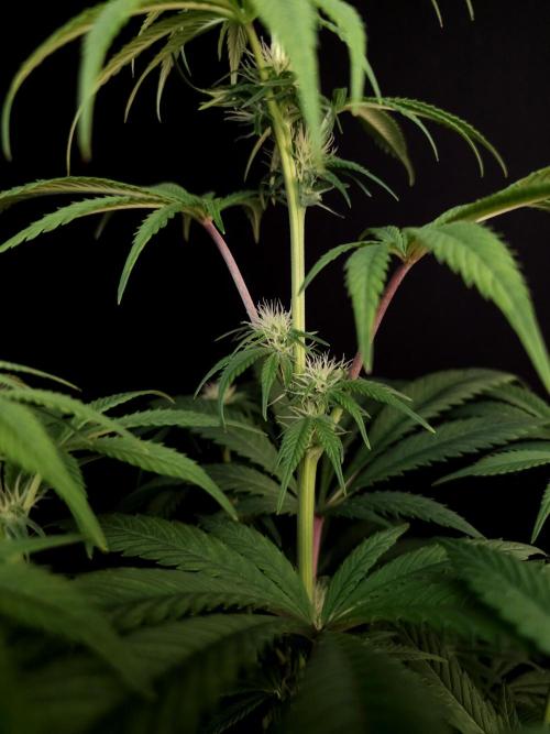 Test 50151  (1). Week 7