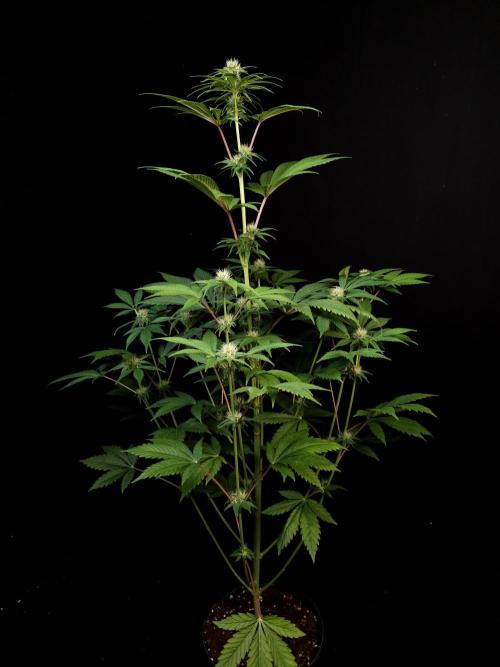 Test 50151 (2). Week 7