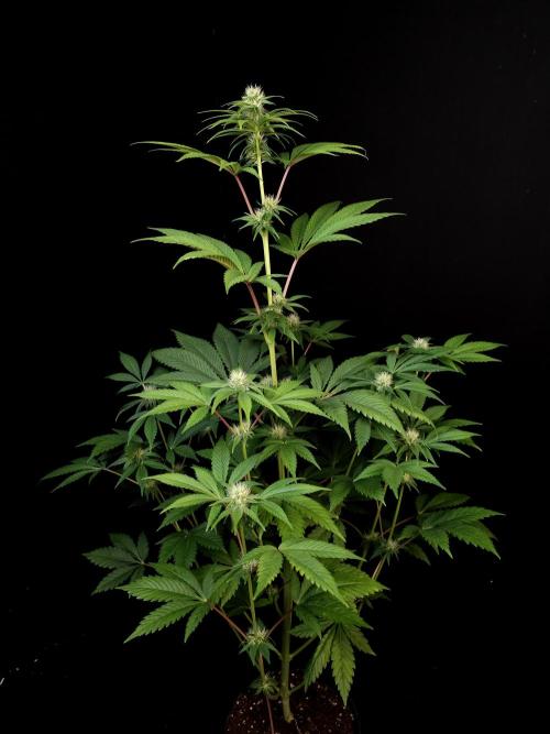 Test 50151 (2). Week 7