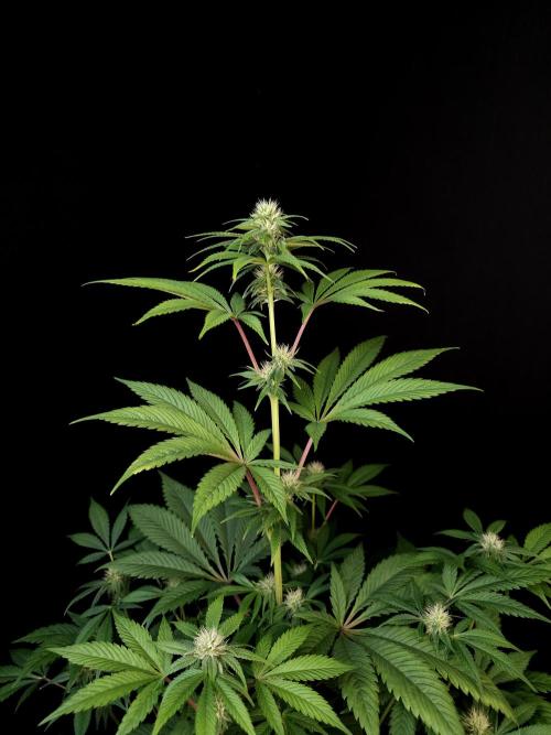 Test 50151 (2). Week 7