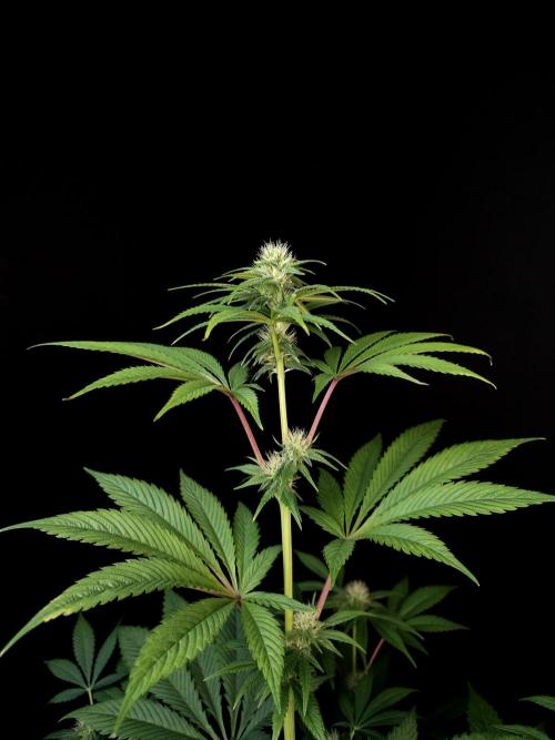 Test 50151 (2). Week 7