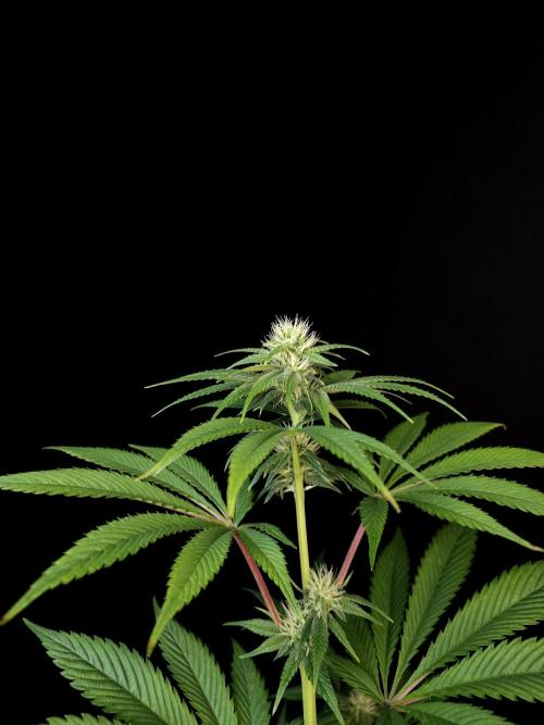 Test 50151 (2). Week 7