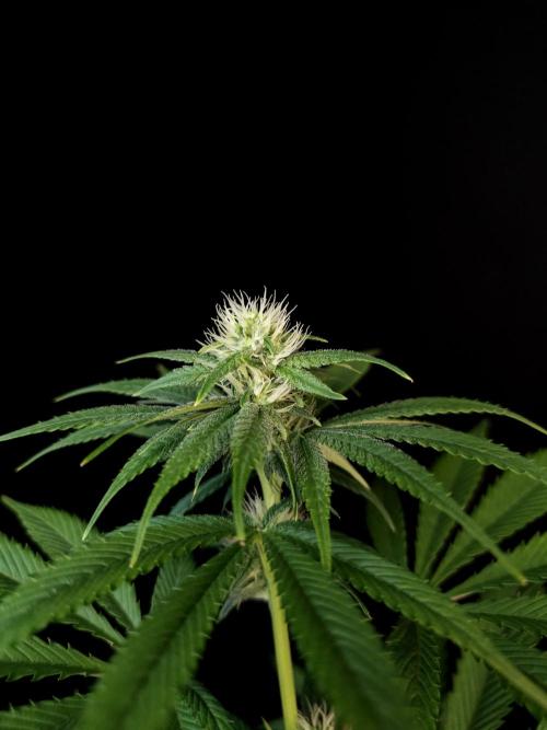 Test 50151 (2). Week 7