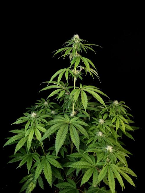 Test 101100  (1). Week 7