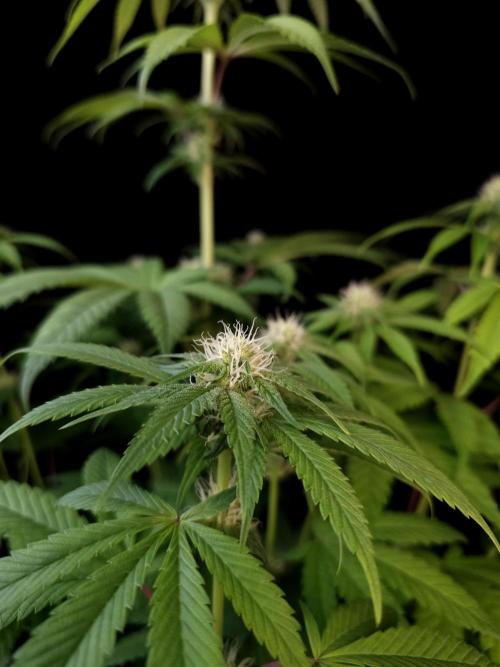 Test 101100  (1). Week 7