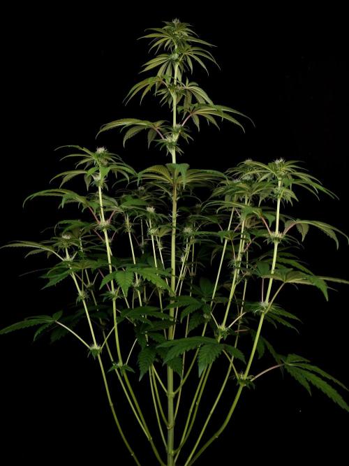 Test 101100  (1). Week 7