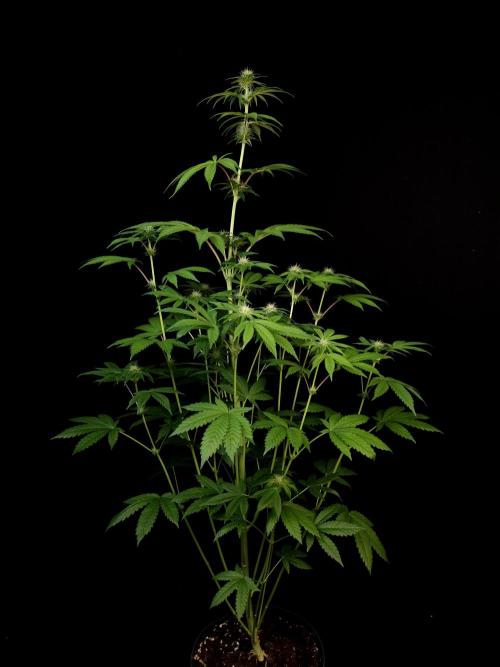 Test 101100  (2). Week 7