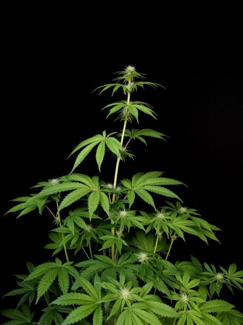 Test 101100  (2). Week 7