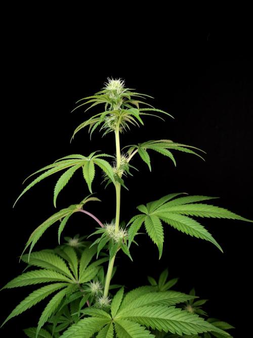 Test 101100  (2). Week 7