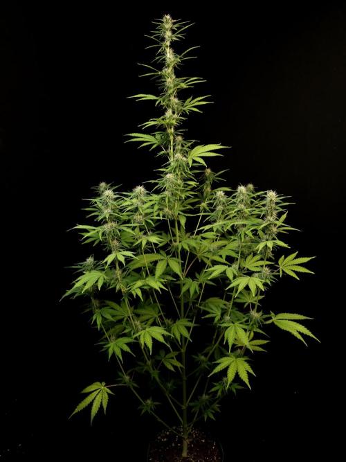 Auto Wappa 1. Week 8