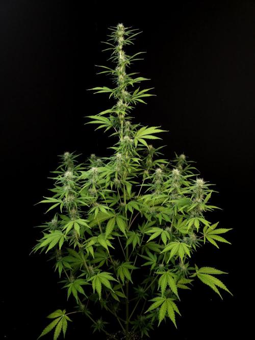 Auto Wappa 1. Week 8