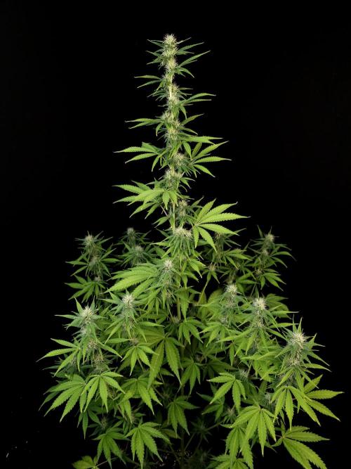 Auto Wappa 1. Week 8