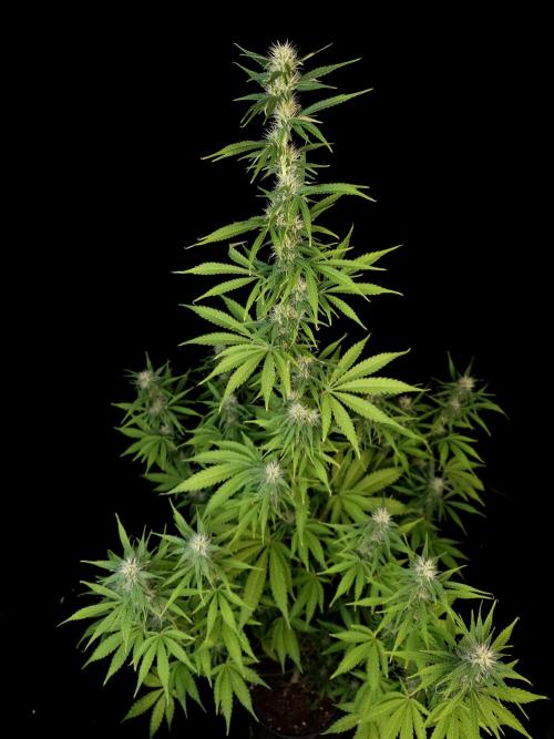 Auto Wappa 1. Week 8