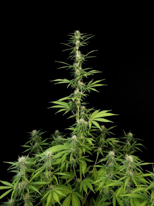 Auto Wappa 1. Week 8