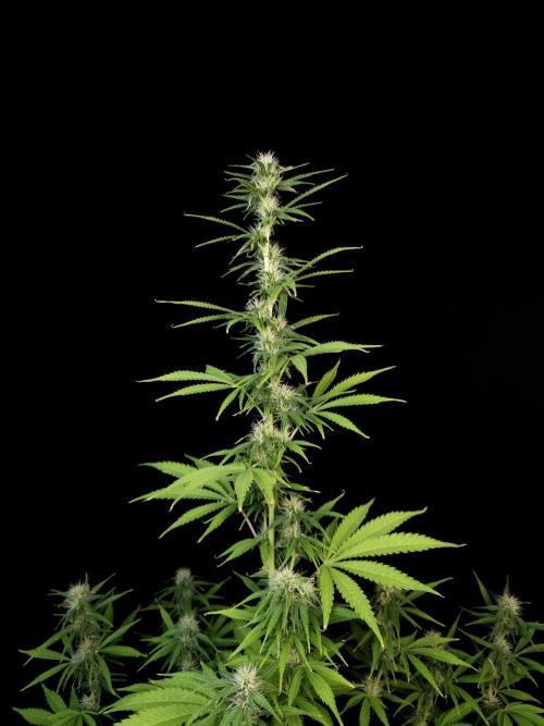 Auto Wappa 1. Week 8