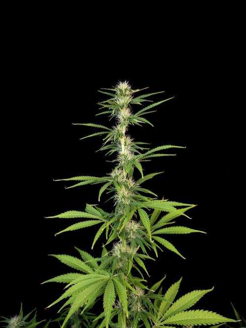 Auto Wappa 1. Week 8