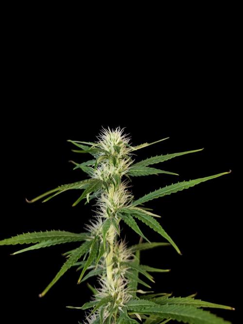 Auto Wappa 1. Week 8