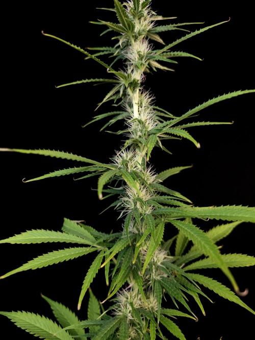 Auto Wappa 1. Week 8