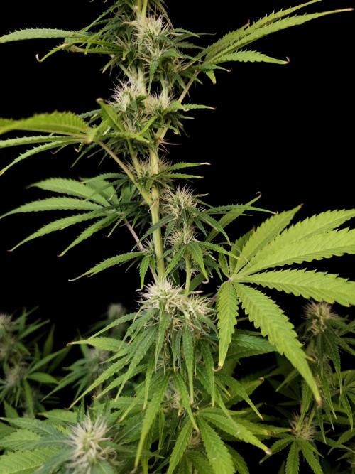 Auto Wappa 1. Week 8