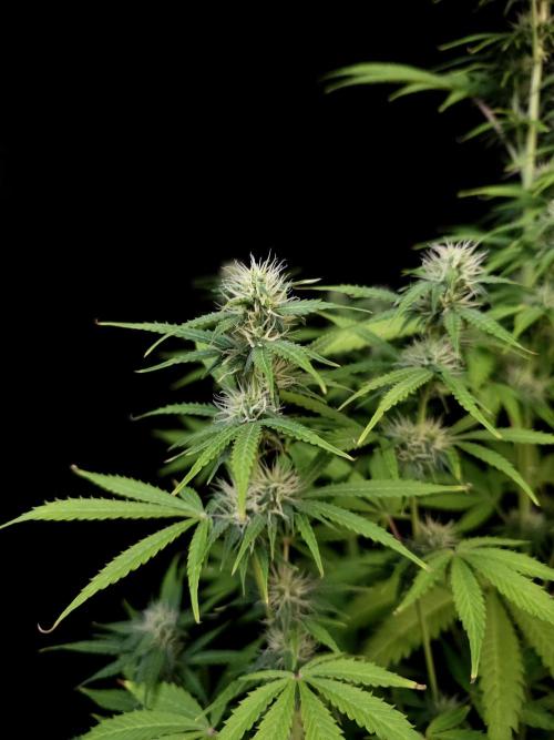 Auto Wappa 1. Week 8