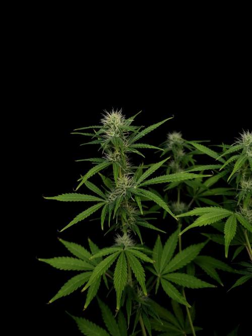 Auto Wappa 1. Week 8