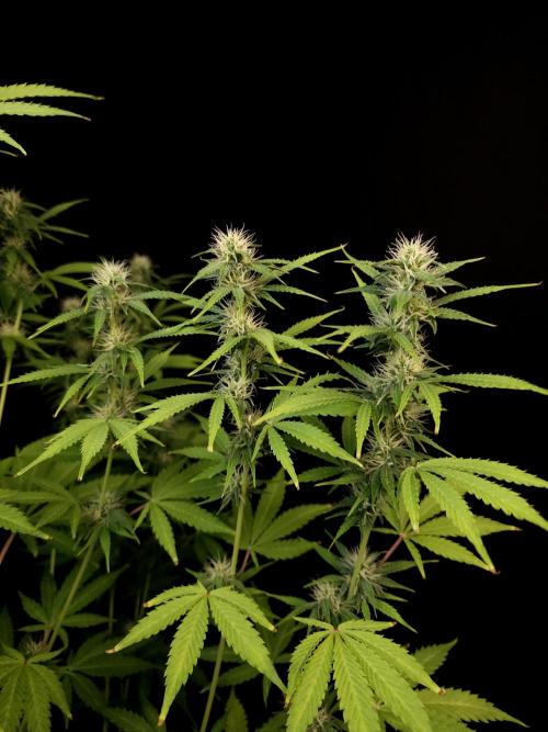 Auto Wappa 1. Week 8