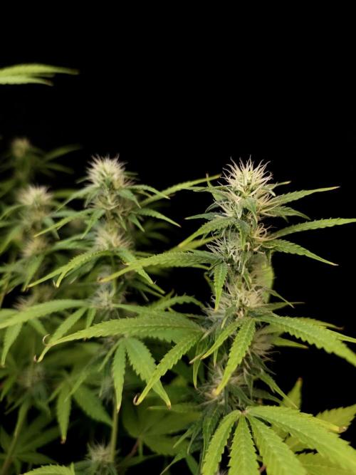 Auto Wappa 1. Week 8