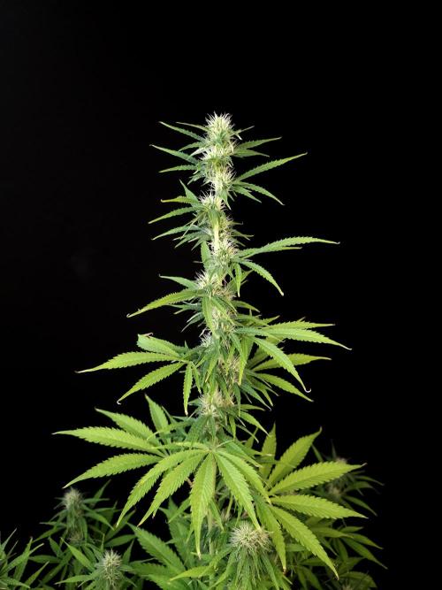 Auto Wappa 1. Week 8