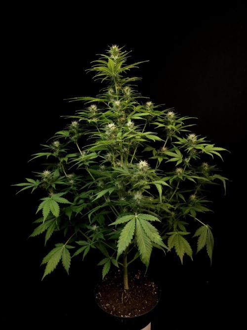 Auto Wappa 2. Week 8