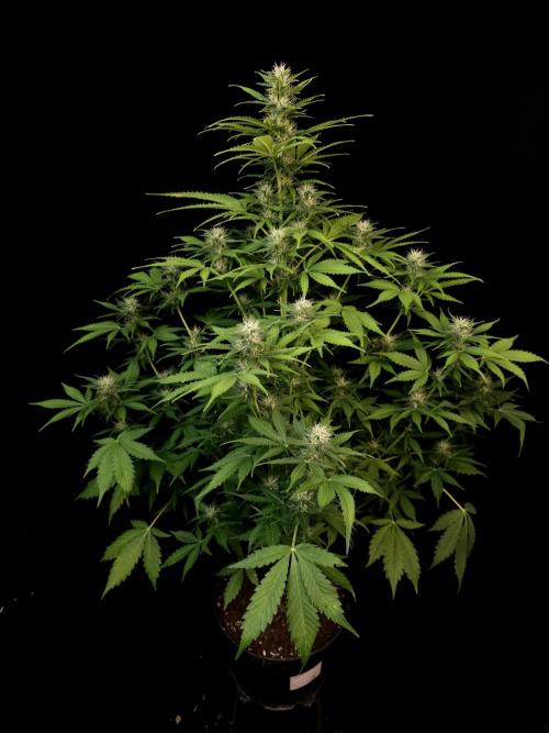 Auto Wappa 2. Week 8