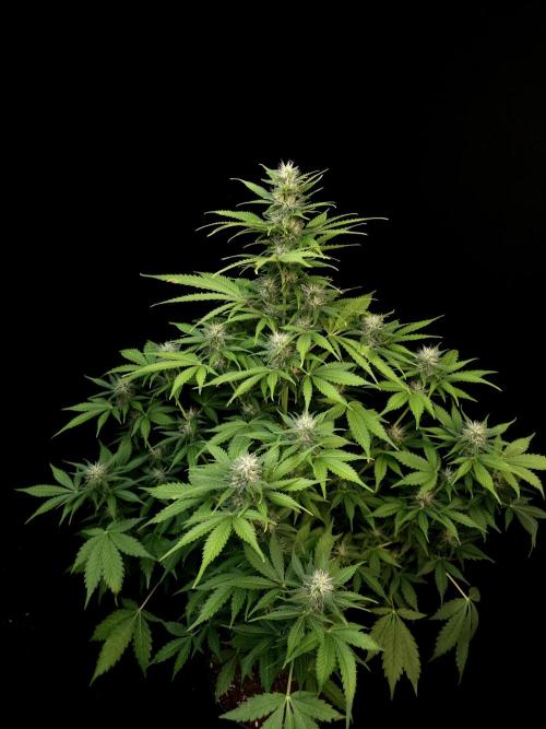 Auto Wappa 2. Week 8