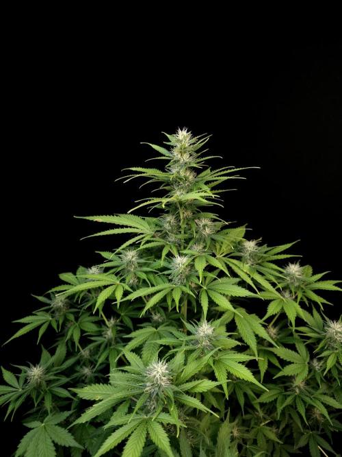 Auto Wappa 2. Week 8