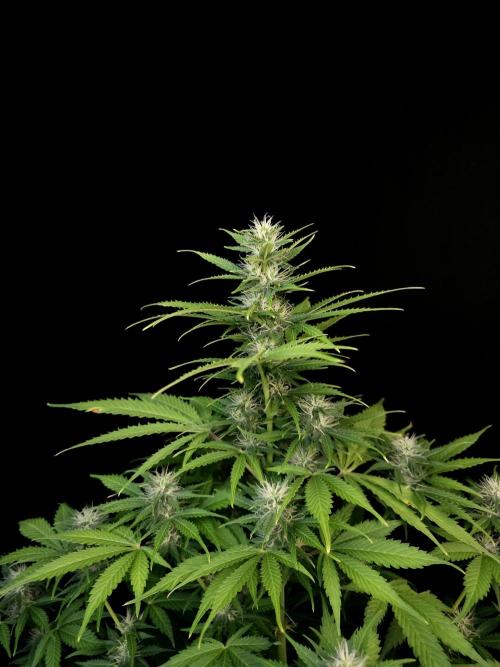 Auto Wappa 2. Week 8