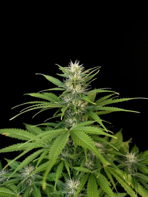 Auto Wappa 2. Week 8