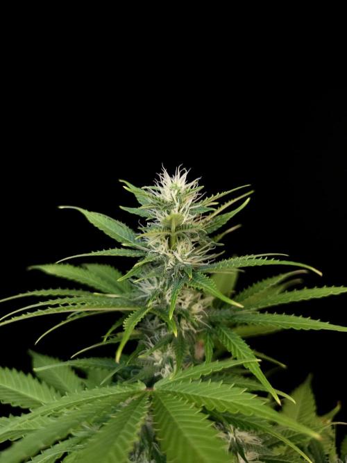 Auto Wappa 2. Week 8