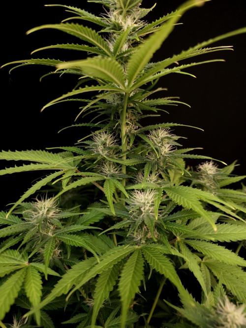 Auto Wappa 2. Week 8