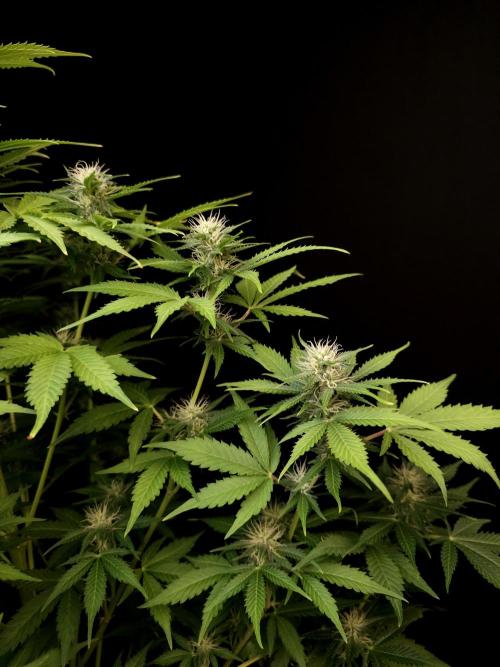 Auto Wappa 2. Week 8