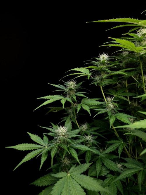 Auto Wappa 2. Week 8