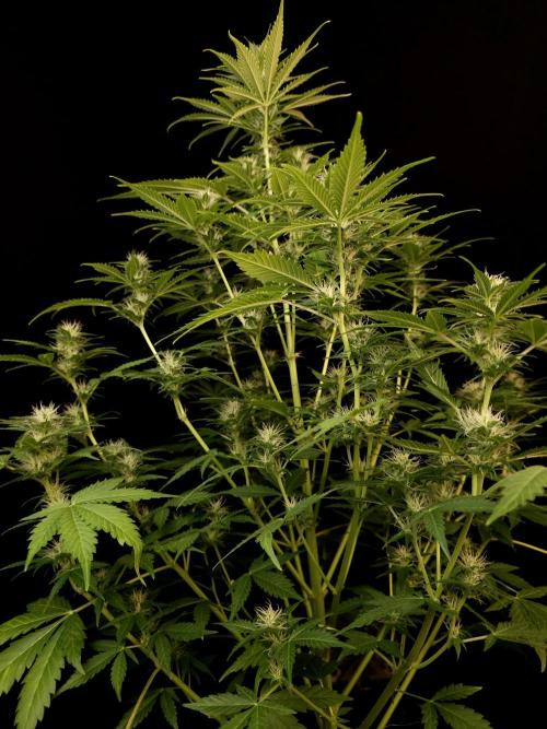 Auto Wappa 2. Week 8