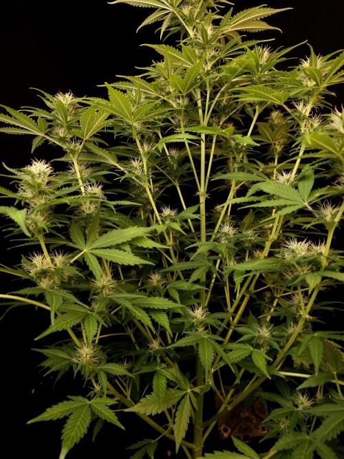 Auto Wappa 2. Week 8