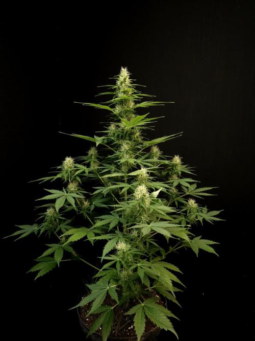 Pandora auto 1. Week 8