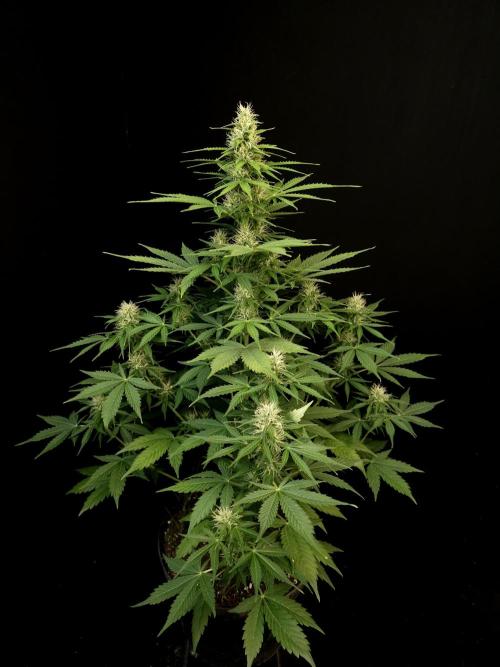 Pandora auto 1. Week 8