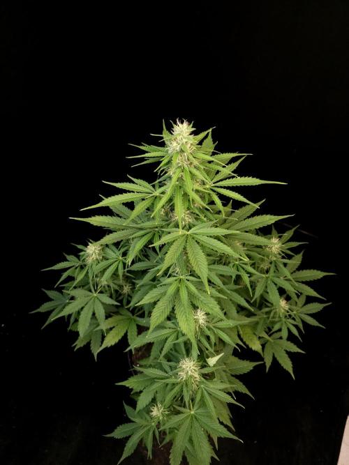 Pandora auto 1. Week 8