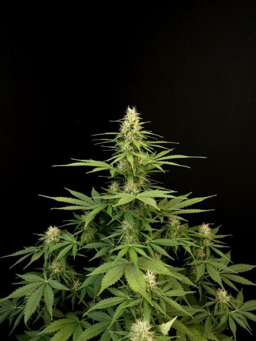 Pandora auto 1. Week 8